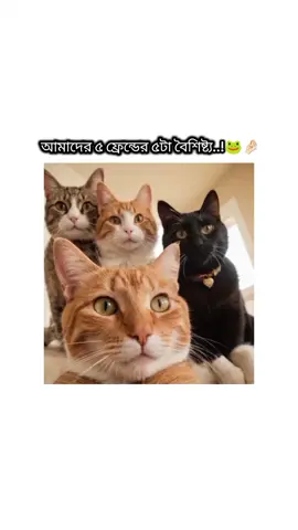 কি মিলছে নি..?🐸🤌🏻 . . . #viral #trend #TikTokBangladesh #relatable #foryoupage 