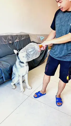 Try not to laugh when you watch 😂😂😂 #funny #dog #animals #funnyvideos #cat #haha #pet #funnypets #PetsOfTikTok #dogsoftiktok 