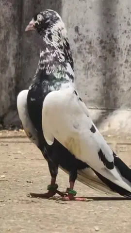 #choudhry_zaheer_pigeons 