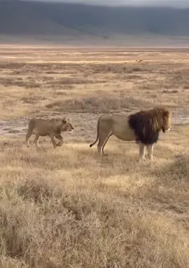 Lion doesn’t like his butt sniffed 🤣🤣 #wildlife #nature #africanwildlife #elleafricasafaris #safari #gamedrive 