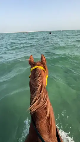 #خيل #خيل_وخياله🐎 #خيل_فروسيه_حب #خيل_عربي #فروسيه #خيل_عربي_اصيل #خياله🐎 #فروسية 