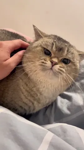 She's cute...until you try to pet her🤣#funny #funnyanimals #funnyvideos #pet #cute #cats #fyp 