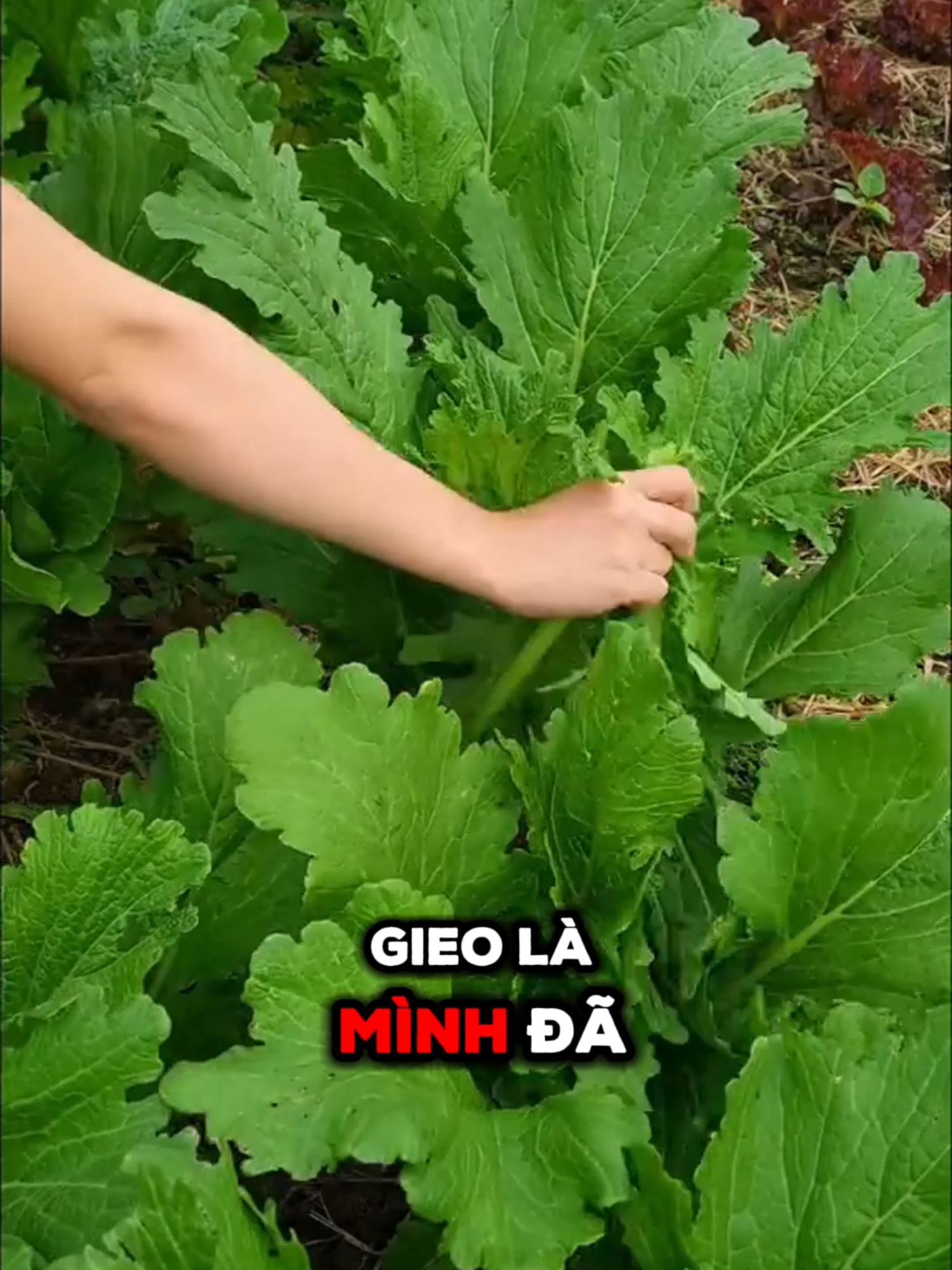 cải mèo khổng lồ, đặc sản vùng cao #LearnOnTikTok #thegioihatgiong #nongghiepxanh #seed #caimeo #dacsanvungcao268