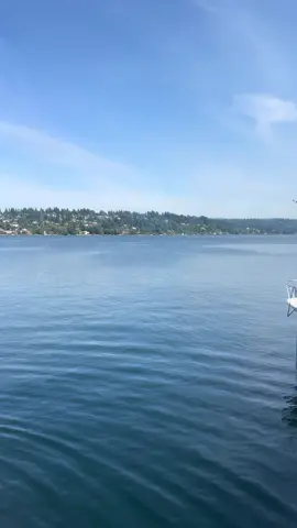 First Seattle seafair in the books. Seeing the blue angels from the water was a dream! So much fun #fyp #seattle #seafair #blueangels #blueangelsairshow #washington 
