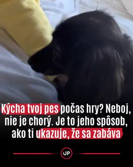 Kýcha tvoj pes počas hry? 🐾 Nemusíš sa báť, nejde o alergiu ani chorobu. Psy totiž používajú kýchnutie ako formu komunikácie, tzv. calming signal, čo je upokojujúci signál, ktorým dávajú najavo: „Neboj, len sa hrám!“ 🎊 Okrem kýchnutia používajú aj iné hravé gestá ako napríklad play bow (hravé sklonenie predných labiek), zívanie či odvrátenie pohľadu. Všetko preto, aby hra ostala priateľská a aby sa predišlo nedorozumeniam či agresii. 🐕💚 Takže ak tvoj pes počas naháňačky alebo zápasenia párkrát kýchnutím „odpovie“ – je to jeho spôsob, ako ti povie, že sa skvelo baví. 🥰 👉 Všimol si si už niekedy tento psí „tajný jazyk“ u svojho štvornohého kamoša? Zdroj: cnib, spca 🎥: tiktok:/ jlthewhipmam #startitup #dogs #play #sneez #pes #hra #slovensko 