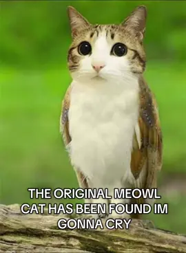 HUGE HUGE HUGE DAY FOR MEOWL LOVERS THEIR NAME IS MELONPI #meowl #owlcat #fyp #cat 