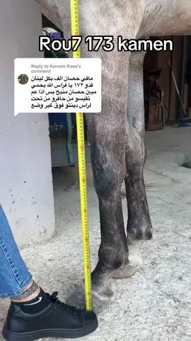 Replying to @Kareem Raee 