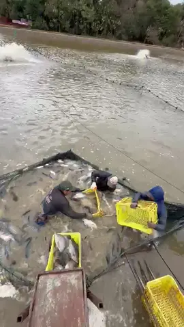 Bota mais um carregamento 