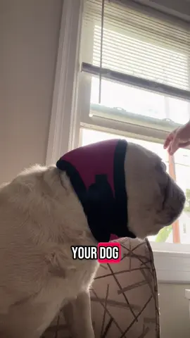 These earmuffs really keep the noise out! Remade video with clapping sound look she doesn’t even hear me! #dogearmuffs #dogthunderstormanxiety #headbandfordog #dogproducts #dogproductreview #dogaccessories 