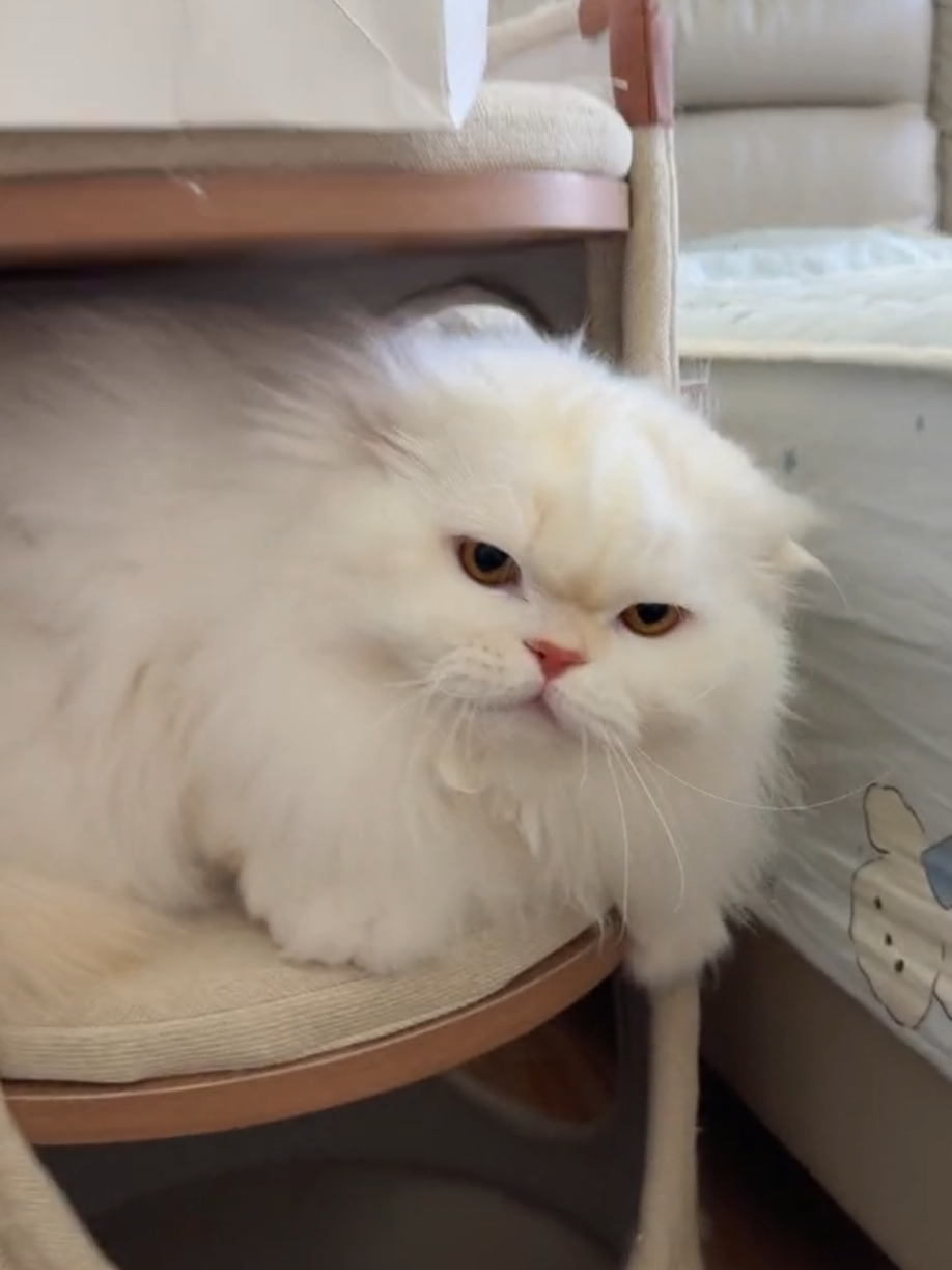 #tiktokvideo #tiktokviral #viraltiktok #viralvideo #viral #tiktok #TiktokTH #เลี้ยงแมว #catsoftiktok #cats #animals #TikTokCommunityTH #แมว #แมวน่ารัก #แมวเหมียว #แมวอ้วน #แมวตลก #ที่สุดแห่งปี #หมา #หมาน่ารัก #หมาตลก #น้องหมา #น้องแมว #สุนัข #สุนัขน่ารัก #dog #dogsoftiktok #dogs #doglover #dogsofttiktok #ปีใหม่2025 #บันเทิงtiktok#fyp #tiktokvideo #tiktokviral #viraltiktok #viralvideo #viral #tiktok #TiktokTH #เลี้ยงแมว #catsoftiktok #cat #animals #TikTokCommunityTH #แมว #แมวน่ารัก #แมวเหมียว #แมวอ้วน #แมวตลก #ที่สุดแห่งปี #หมา #หมาน่ารัก #หมาตลก #น้องหมา #น้องแมว #สุนัข #สุนัขน่ารัก #dog #dogsoftiktok #dogs #doglover #dogsofttiktok #ปีใหม่2025 #บันเทิงtiktok#fyp#catlover #catlovers#พั้นรักแมว #รักแมว #catslovers #AmazingThailand #catslover #catsofinstagram #cat #cute #pets #кошка #meow #кот #котенок #животные #animal #cats #animals #instacat #instacats #catsagram #catstagram #kitten#lovelycatonline #catloversclub #kitty #kittens #instagramcats #catoftheday #lovecats #lovekittens #catlover #catsofig #catlife 
