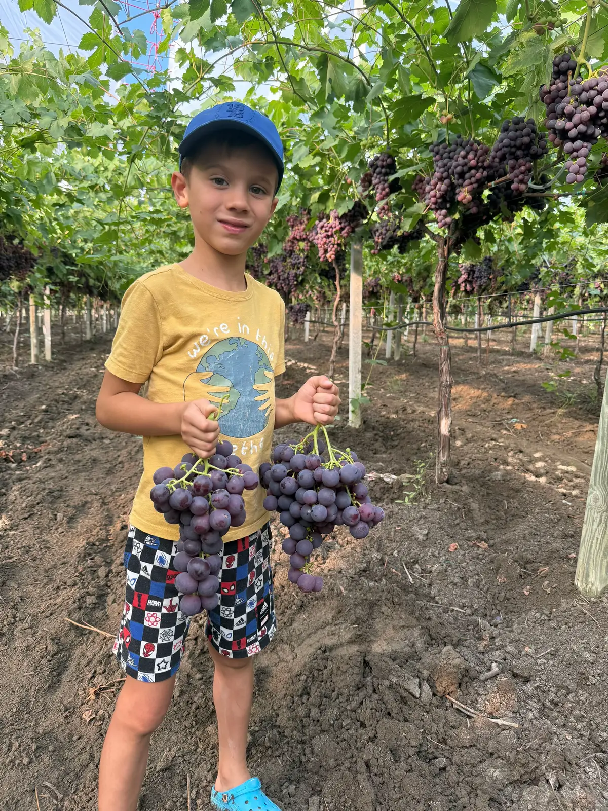 După tradiție, generația nouă recoltează primii #struguri la #Frudova #moldova🇲🇩 #grapes #vitadevie #inovation #digital Suntem #acasa 