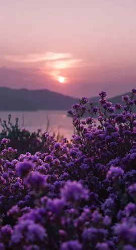 Lavender Dusk #livewallpaper #aestheticwallpaper ##4kwallpaper #naturevibes #phonebackground #moodyvibes #cinematicloop #loop #dusk 
