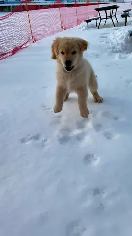 Miss him as ferocious puppy 