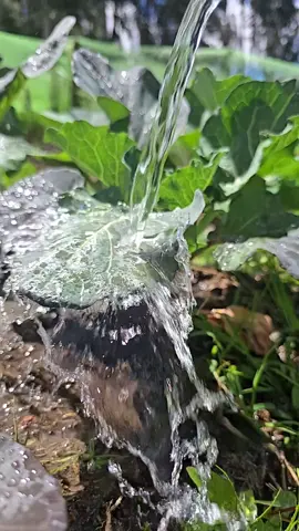 Never water your plants under full sun! ☀️💧 Doing it at the wrong time can cause leaf burn, root stress, and wasted water. Learn the best time to water and keep your garden thriving with this simple but powerful tip. 🌱🌼 #GardeningTips #PlantCare #WateringPlants #HomeGarden #OrganicGardening #UrbanGardening #SustainableLiving #PlantHealth #BackyardGarden #GreenThumb #GardenMistakes #GrowYourOwn #PlantLovers #EcoFriendly #GardeningHack 
