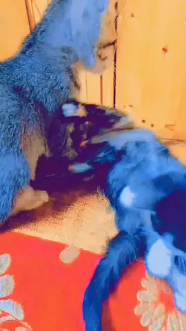 My little fashion kitten's 🐈😻  #creatorsearchinsights #viral #myvideo #fashiontiktok #kitten ##kittensoftiktok #myvideoviral #capcut #goviralgo #catlovers #kittenlover 