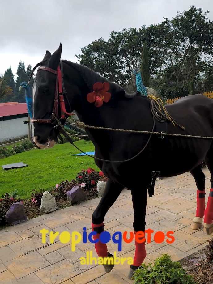 Nuestros Tropicoquetos Rescatados , nos deleitan con los trucos que han aprendido.  #fyp #mascotastiktok #funnyanimals #tropicoquetos  #caballos 