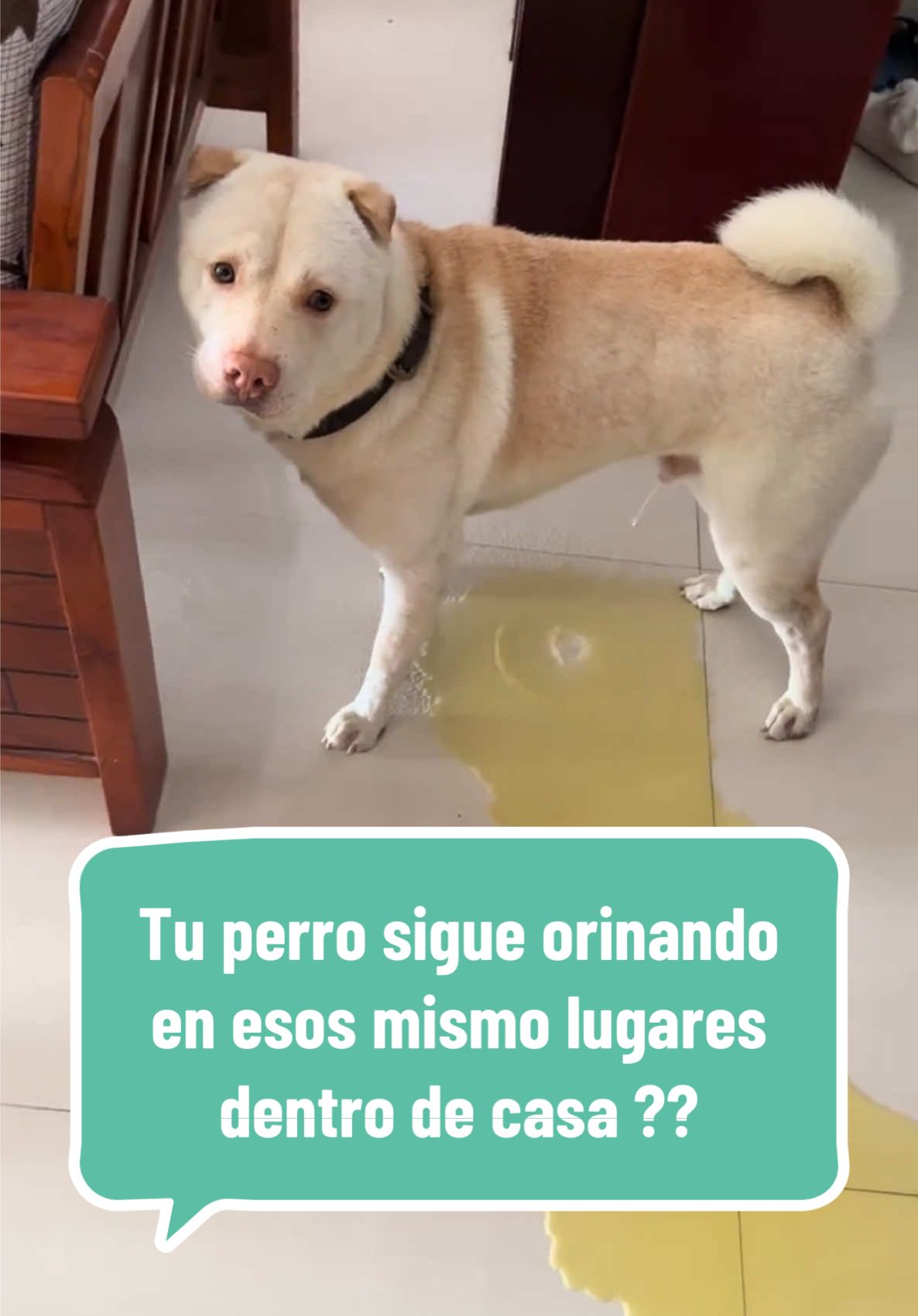 ¿Tu perro sigue orinando en el mismo sitio a pesar de que limpias con cloro? En este video te explico por qué ese método no funciona y cómo preparar una solución casera, natural y efectiva que no solo limpia, sino que también actúa como repelente. Aprende a eliminar el olor, proteger la salud de tu mascota y evitar que vuelva a marcar el mismo lugar. Una guía práctica para mantener tu hogar limpio y sin malos olores. #perros #cuidadodemascotas #entrenamientocanino #hogarsinolores #repelentecasero #mascotas #consejoparaperros #perrosfelices #higienecanina #adiestramientopositivo #guíapetlover