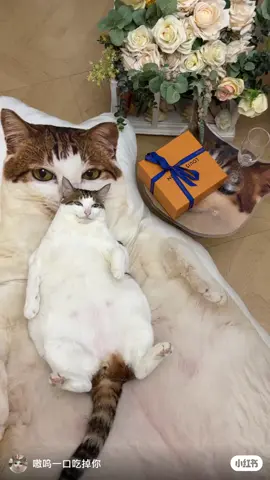 uncle bao with louis viutton #uncle #bao #cute #cat #fyp #fypdong 