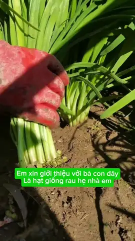 Hạt giống hẹ nảy mầm 90%#lamvuon #trongrausach #trongrau #rauhe #xuhuong 