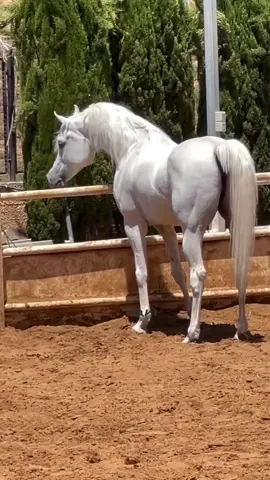 #horse #cai #