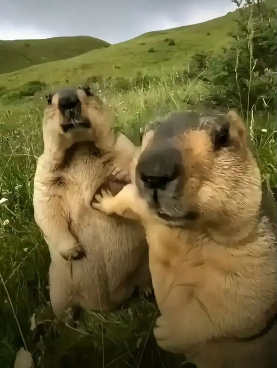 #xuhuong #capybara #douyin抖音 