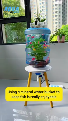 Using a mineral water bucket to keep fish is really enjoyable #aqualayout #aquariumfish #viral #reels #fishtank #fishtanks #fishlover #aqualover #aquaX #foryou #viral #aquascape
