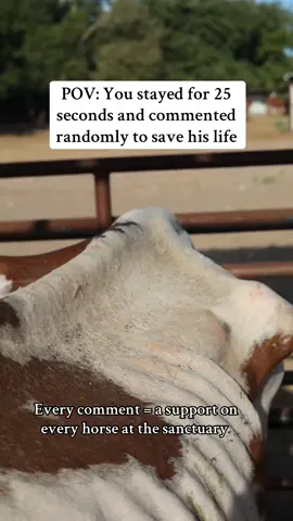 Please share ♥️♥️ We love you Mayday! please consider a small donation and help us give this to MORE equines this weekend! We will be here through Monday. Educating, raising awareness, fundraising, and most excitingly - Lonk in bio to donate #fyp #horses #sanctuary #equine #goviral #horse #donate #support #horsesoftiktok 