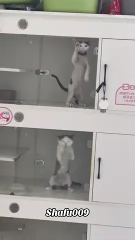 #粉丝一千万#pet#pets#cute#funny#viral#cat#catsoftiktok#funnyvideos#foryou#IoI#fyp#fypシ゚ 