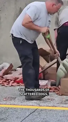 A Pennsylvania highway was closed in both directions after 1,000 pounds of frozen hot dogs spilled from a tractor trailer after it crashed. #TODAYShow 🌭