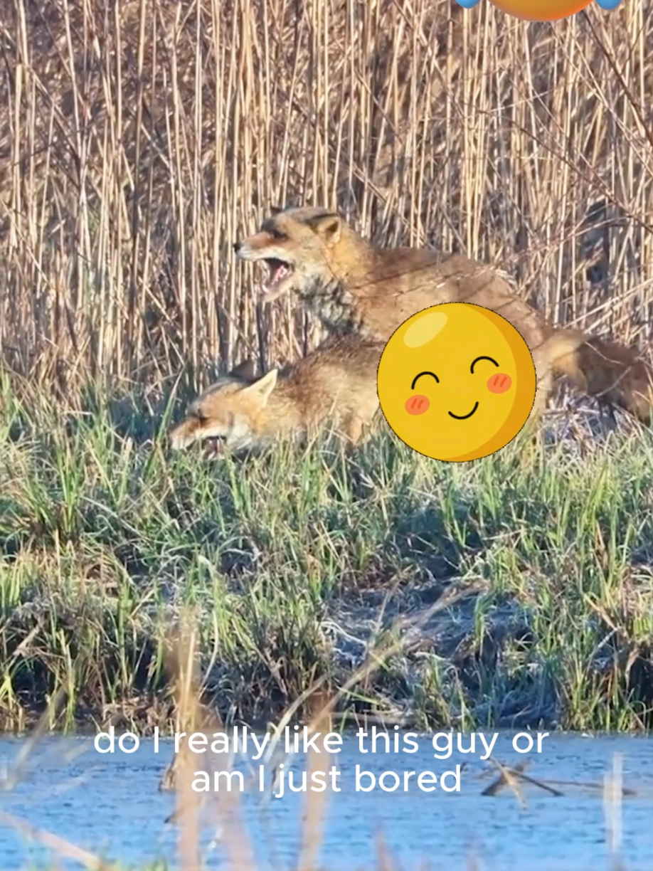 fox love story🥰🥰 #fox #animal #animals #wildanimals #animalsworld #wildlife #funnyvideos #funny #animalsoftiktok #loveanimals #tiktokanimals 