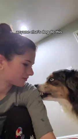 ignore my face I just woke up #dogs #australianshepherd #fyppp 