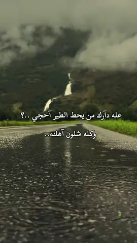 #الحساب_محضور_من_المشاهدات #تصميمـيـ🖤🌚   القصيدة جنن #تصميم_فيديوهات🎶🎤🎬،   عله دآرك من يحط الطير آحجي ..؟  وكله شلون آهلنه..   #