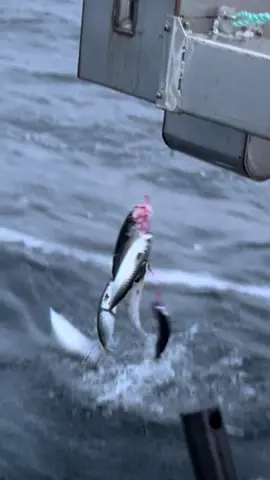 I have a problem #boat #fr2 #eshcol #fishing #tangled #fishingline #mackerel 