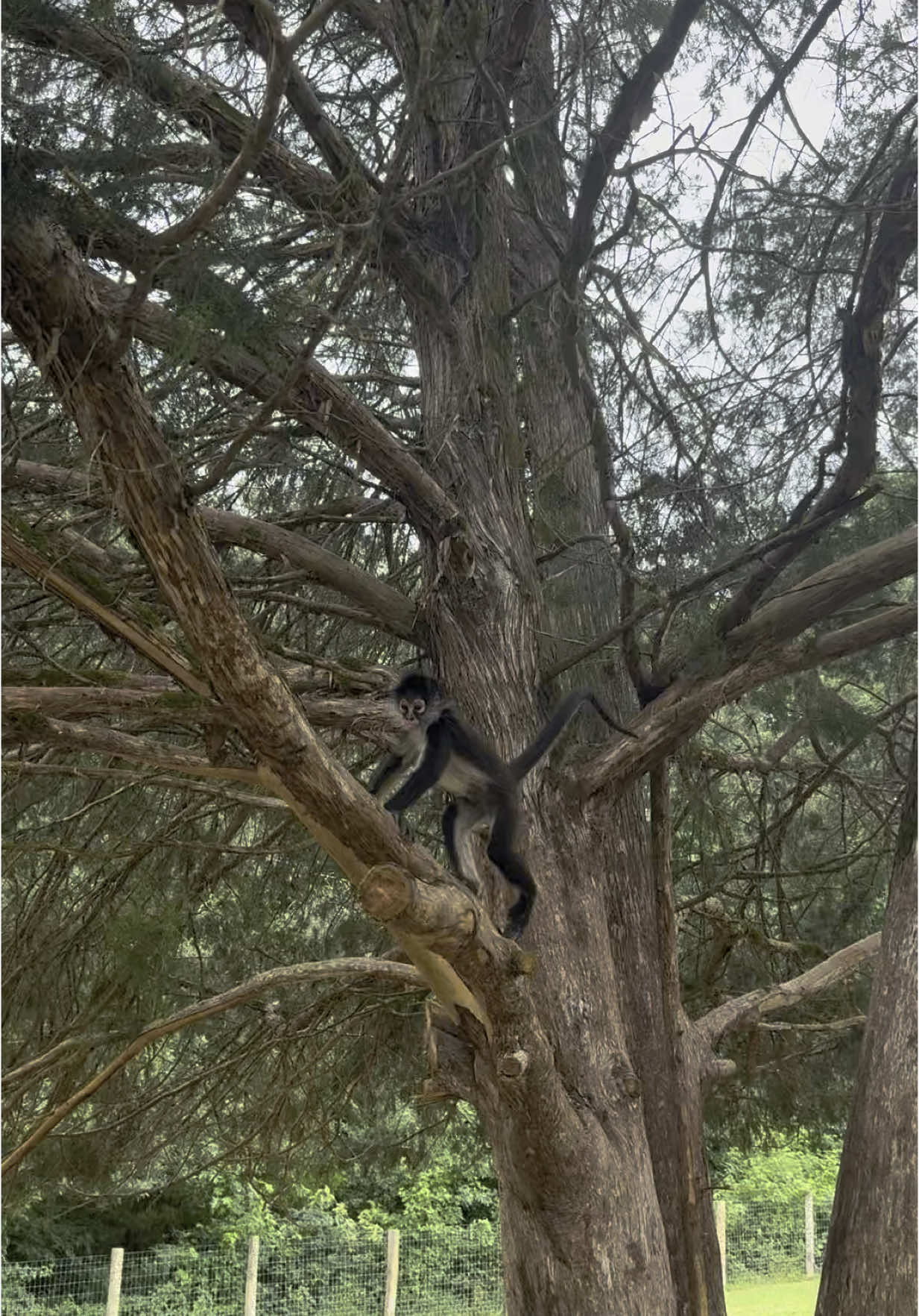 Monkeys, goats, donkeys & kangaroos everywhere 🤣