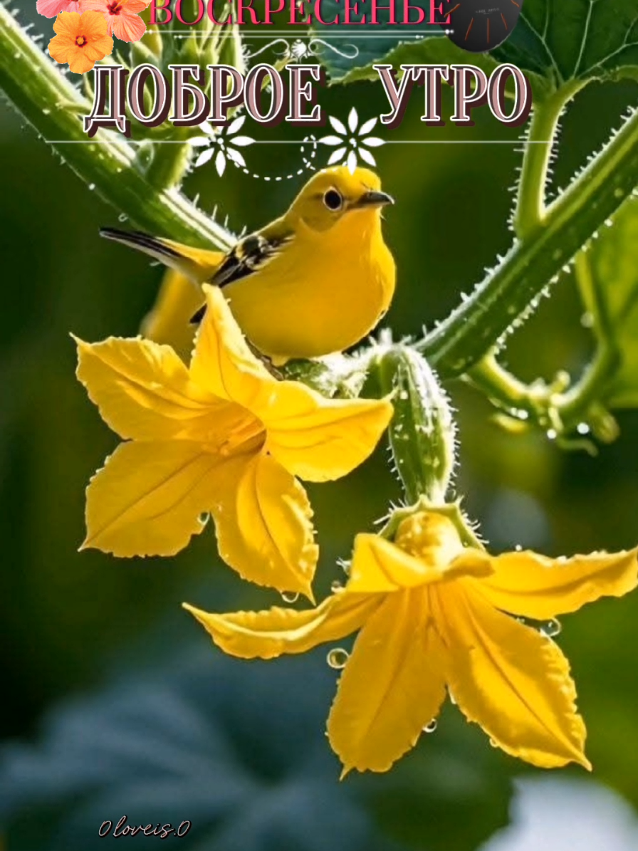 #доброеутро #доброеутроновые #доброеутроновинки #0.lovelis.0 #воскресенье #позитив 