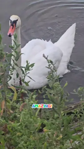 زندگی همین اکنون است. زیبایی‌های آن در همین لحظه نهفته هستند. نه چیزی در گذشته مانده و نه چیزی در آینده اهمیت دارد.💯  #اكسبلور #fypppppppppppppp #fyp #هزاره_پشتو_ازبک_افغان_هم_وطن #انگلستان 