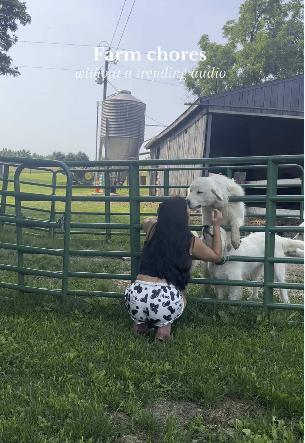 Dottie does not mess around when it comes to her corn 🌽 🐮 #farm #farmlife #farmchores #homestead #morningroutine #dogsoftiktok #cowsoftiktok 