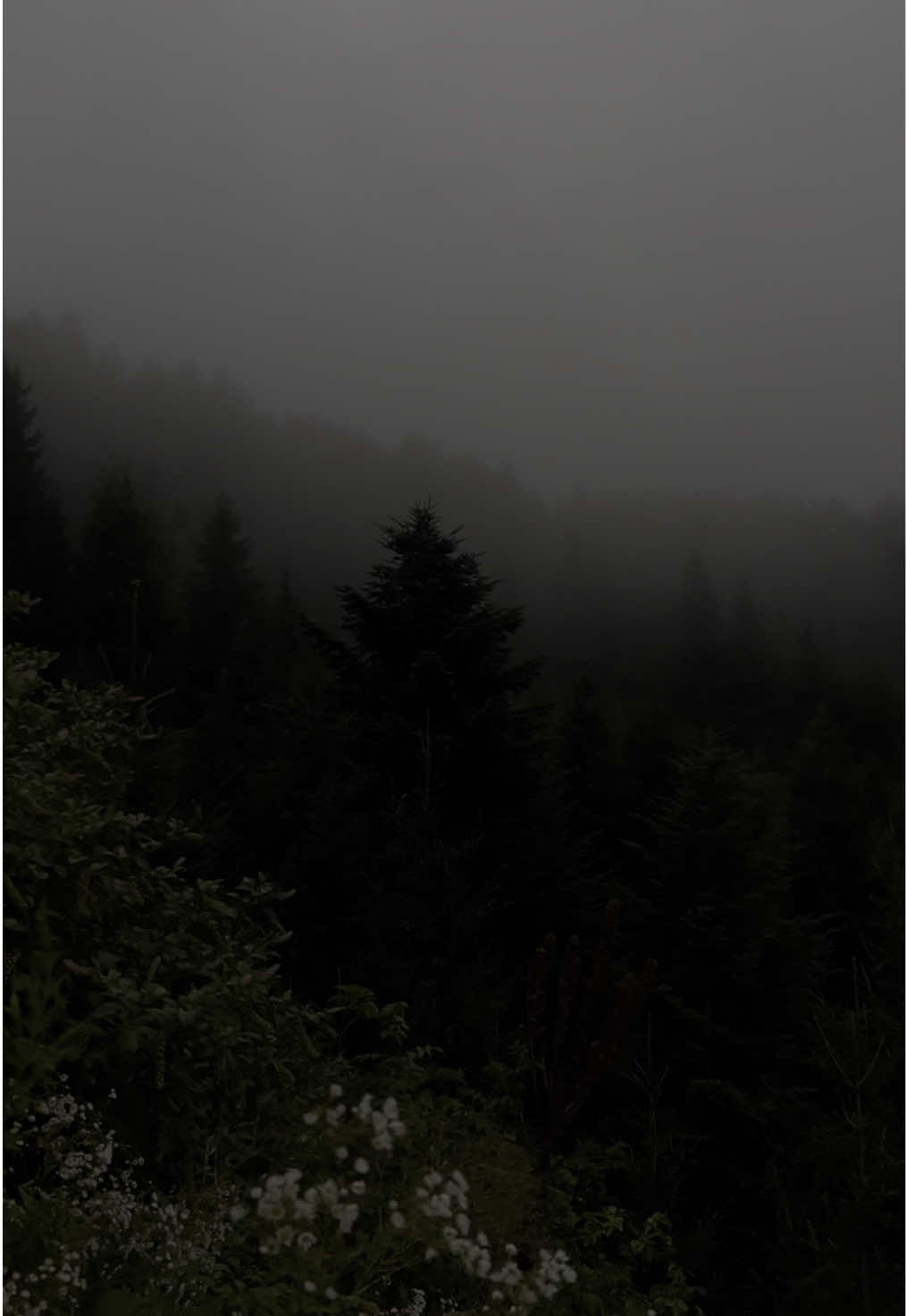 why? #darknaturalism#darkaesthetic#darkvibes#darknature#real#sad#sadcore#forest#aesthetic#rain#fog#foggy#dark#melancholic 