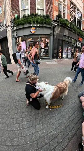Interactions with my dog!!  #husky #viral #pets #fyp #foryou #famous #follow #dog #foryou #pet 