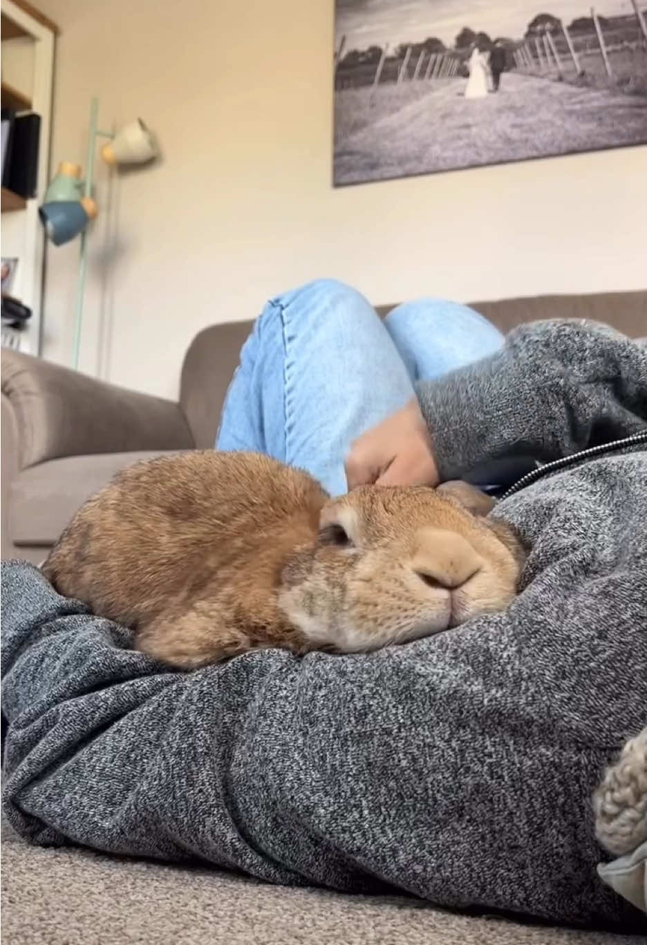 “Why are there always THINGS in the way?” 😫 . . . . . #rabbits #bunnies #houserabbit #PetsOfTikTok 