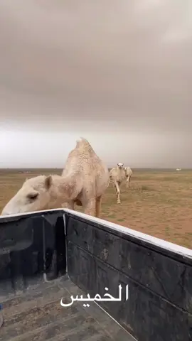 #نياق #الشتاء 