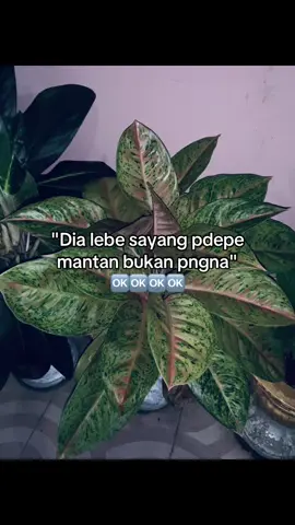 #fyp #randangan #pohuwato_marisa #gorontalo #kotamobagu #gorontalotiktok #manadotiktok #kotamobagu_story #fypシ゚ 