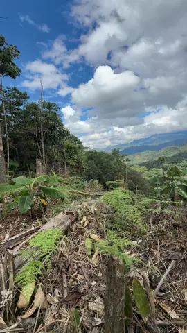¿Sabes cuál es la sensación estar en este lugar ?🐜🦎🐍🐝🦋🕸️ #paraty #selvacentral💚🇵🇪 #lalibertad#junin😶