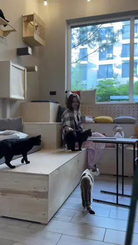 Наши не дикие коты ждут семью в котокафе! Приходите в гости знакомиться и круто проводить время🐾