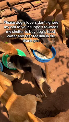 #dogslife #dogloversfeed 