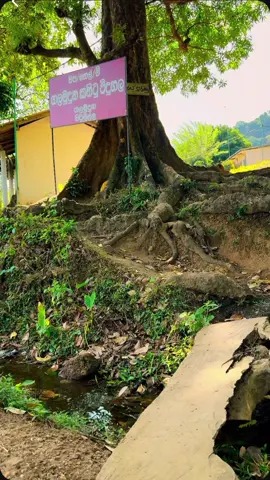 #creatorsearchinsights #kandy #travel #naturelover #nature #school #howtogoviral #howtogoviraltiktok #foryou #foryoupage #viral #trending #highlight 