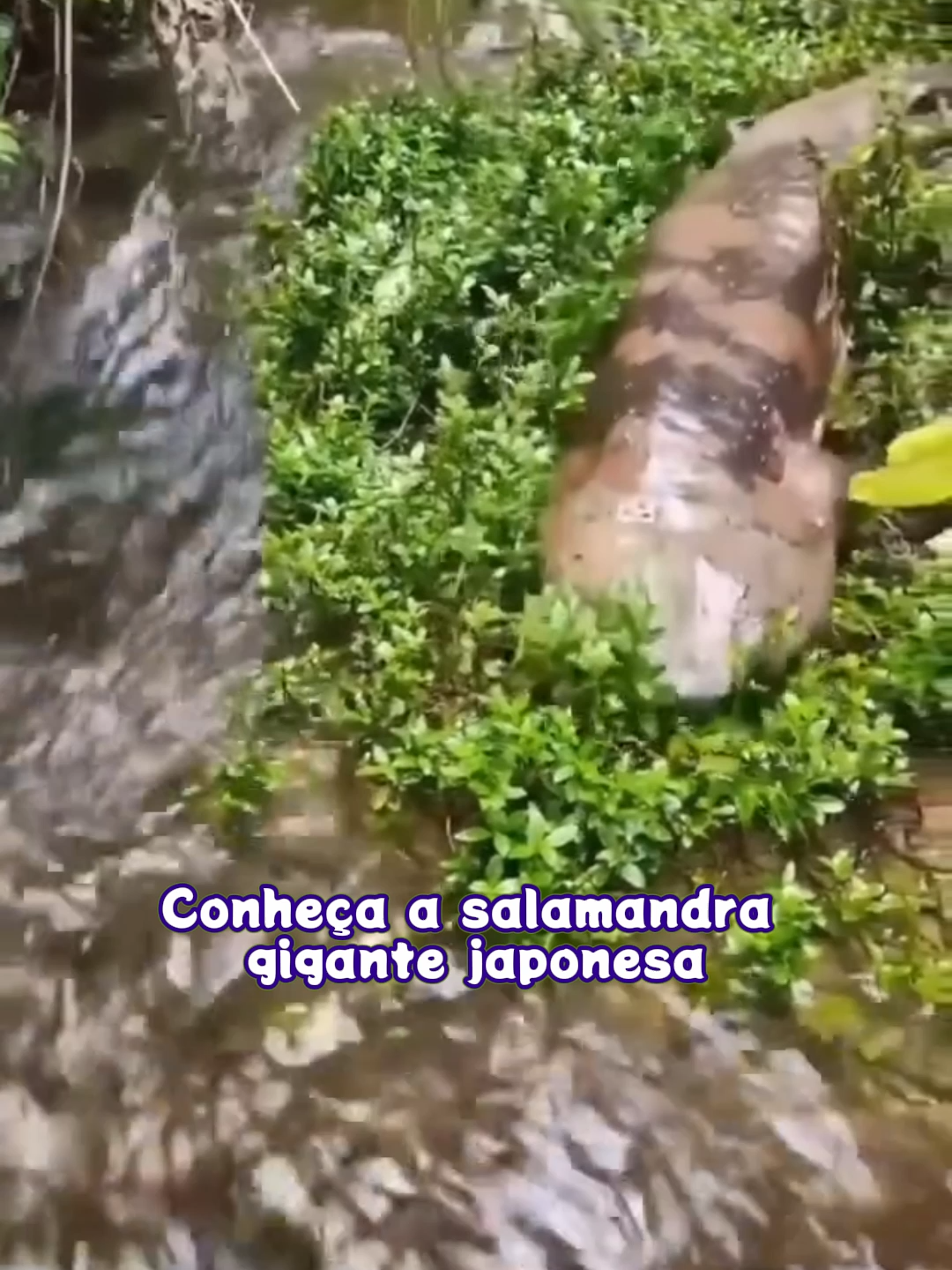 A Salamandra Gigante que Parece um Alien!