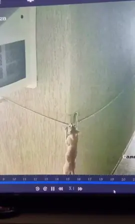 #fyp #cat #cctv #catsoftiktok #spycat 