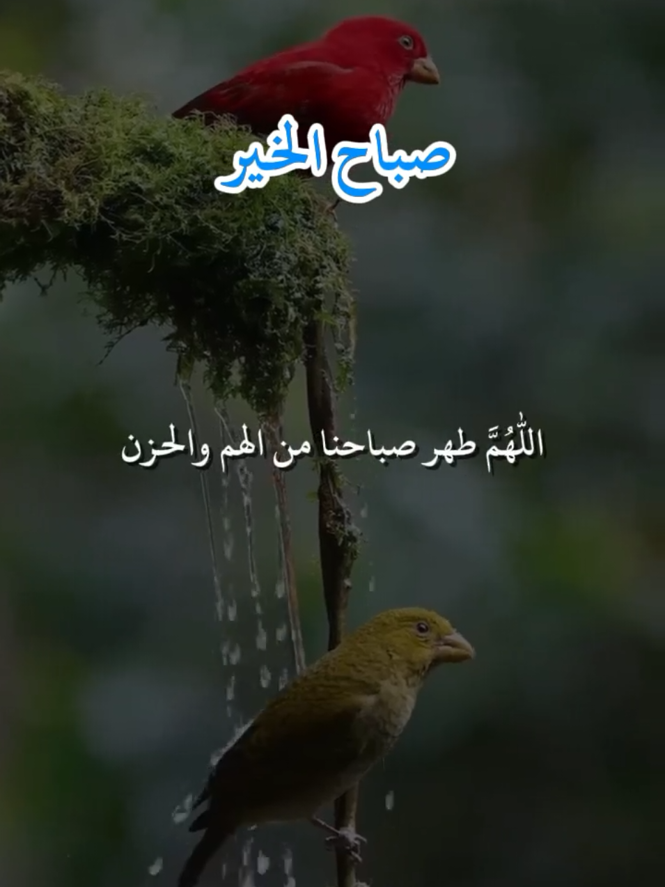 #اللهم #دعاء #صباح_الخير #ادعيه #اللهم_امين_يارب_العالمين🍀 #يارب #quotes #xuhuong #parati #tiktok #fyppppppppppppppppppppppp 