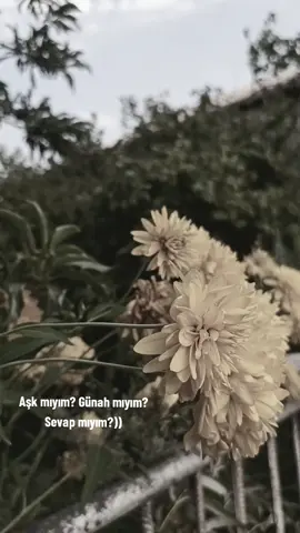 ))#naxcivan #çiçək #kesfet 